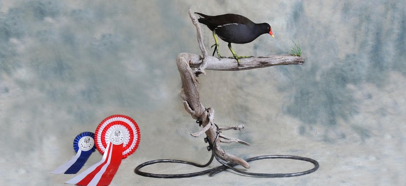 Moorhen - VICE EUROPEAN CHAMPION 2021