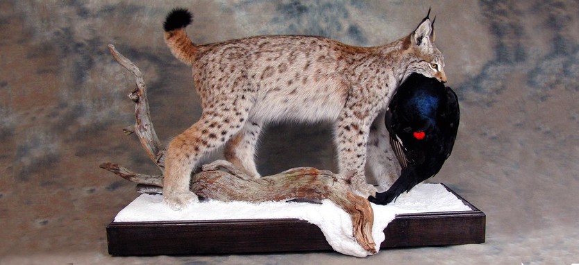 Eurasian Lynx with a prey